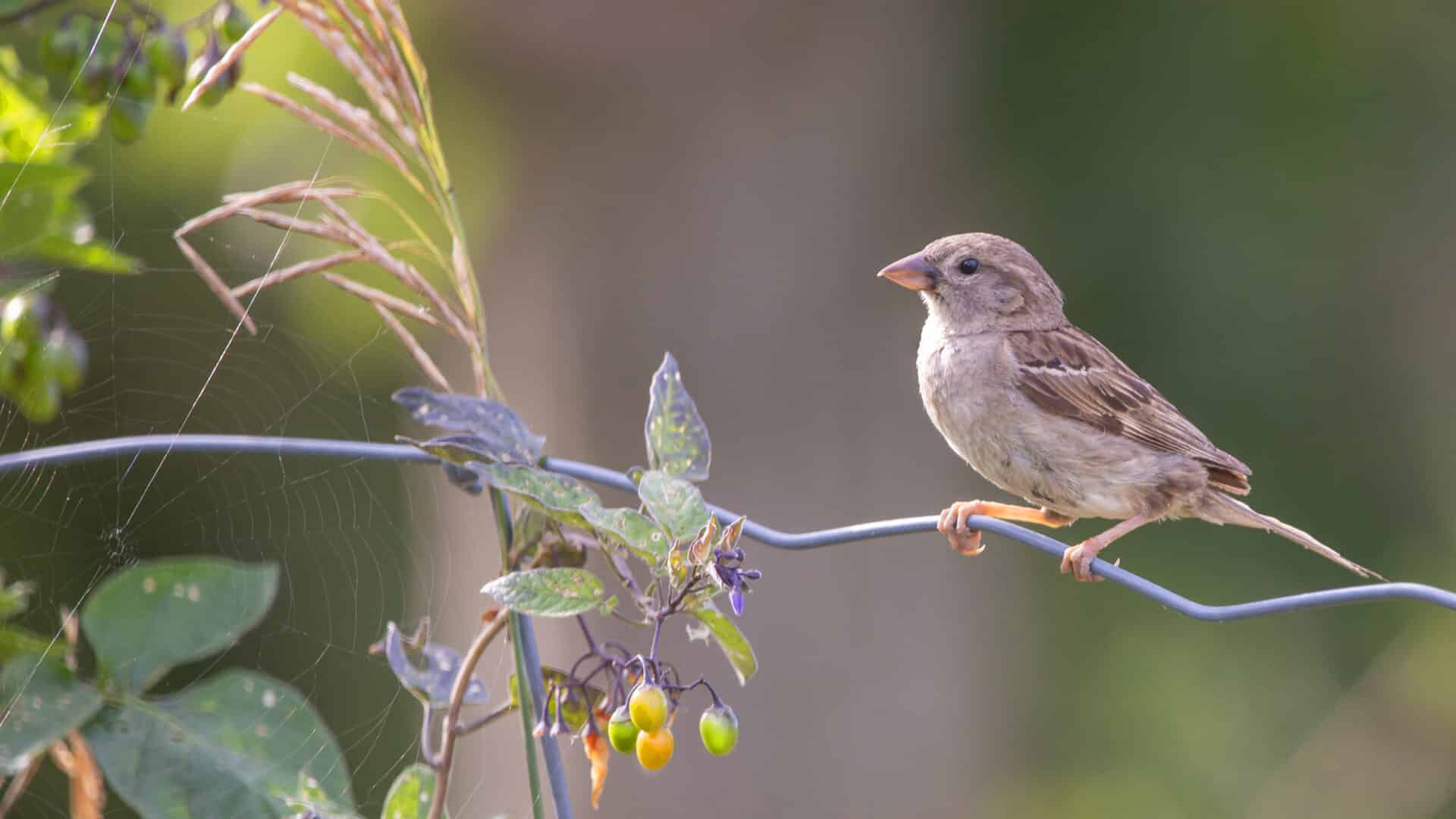 A picture of a beautiful sparrow.